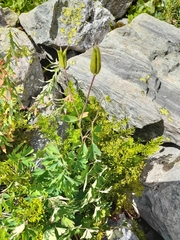 Aquilegia alpina