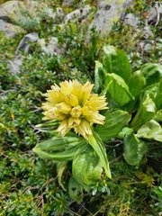 Gentiana