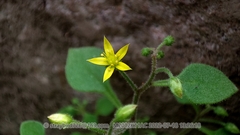 Sedum stellariifolium