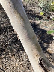 Eucalyptus eudesmioides