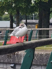 Chroicocephalus ridibundus