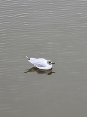 Chroicocephalus ridibundus