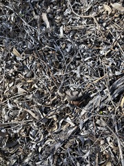 Eucalyptus eudesmioides