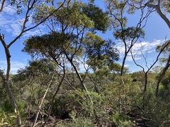 Eucalyptus eudesmioides