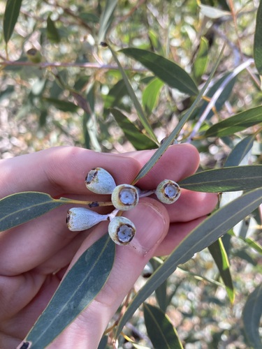 Image of Eucalyptus eudesmioides by (c) Thomas Mesaglio, some rights reserved (CC BY)