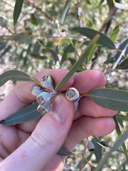 Eucalyptus eudesmioides