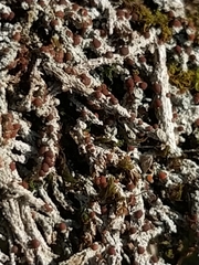 Bilimbia sabuletorum