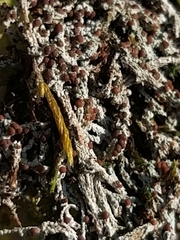 Bilimbia sabuletorum