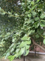 Cinnamomum reticulatum