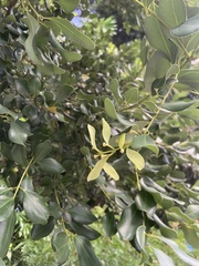 Cinnamomum reticulatum