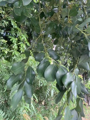 Cinnamomum reticulatum