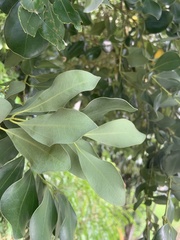 Cinnamomum reticulatum