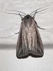 Mythimna riparia
