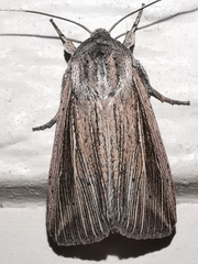 Mythimna riparia