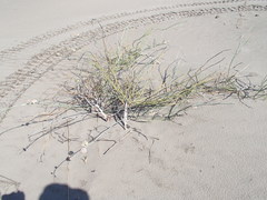 Asclepias subaphylla