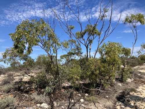 Image of Eucalyptus oraria by (c) Thomas Mesaglio, some rights reserved (CC BY)