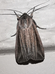 Mythimna riparia