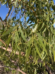 Eucalyptus oraria