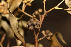 Eucalyptus tindaliae