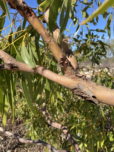 Image of Eucalyptus oraria by (c) Thomas Mesaglio, some rights reserved (CC BY)