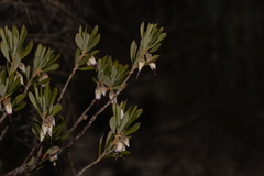 Conostephium pendulum