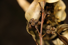 Eucalyptus tindaliae