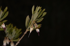 Conostephium pendulum