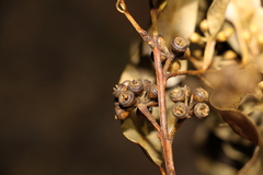 Eucalyptus tindaliae