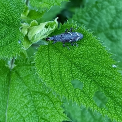 Peribleptus scalptus