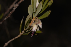 Conostephium pendulum