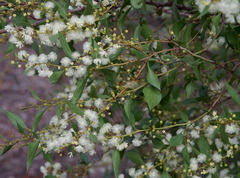 Acacia urophylla