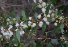 Acacia urophylla