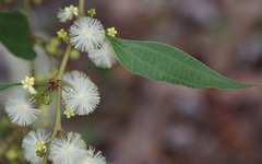 Acacia urophylla