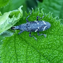 Peribleptus scalptus