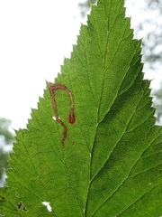 Agromyza filipendulae