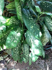 Dieffenbachia