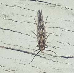 Agraylea multipunctata