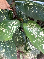 Dieffenbachia