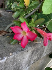 Adenium obesum