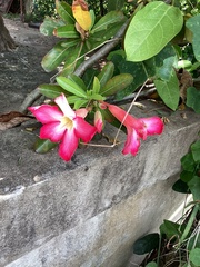 Adenium obesum