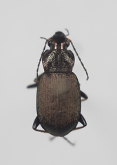 Chlaenius tibialis