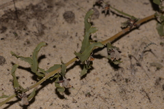 Jacksonia floribunda