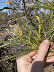 Acacia oldfieldii