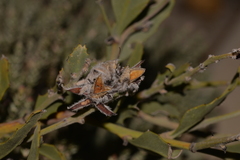 Jacksonia floribunda