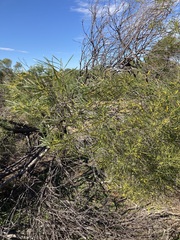 Acacia oldfieldii
