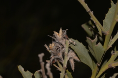 Jacksonia floribunda