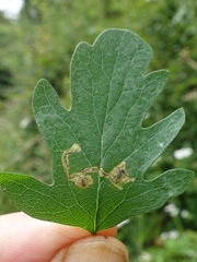 Phytomyza lonicerae