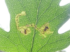 Phytomyza lonicerae