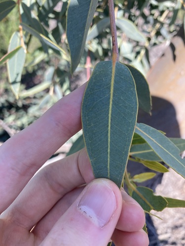 Image of Eucalyptus eudesmioides by (c) Thomas Mesaglio, some rights reserved (CC BY)