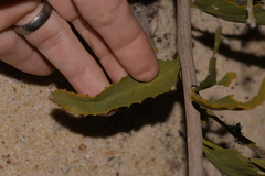 Jacksonia floribunda